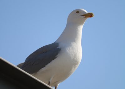 IMG_1145