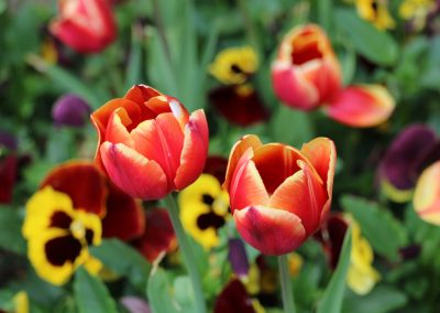 IMG_1147
