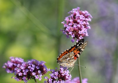 IMG_2790
