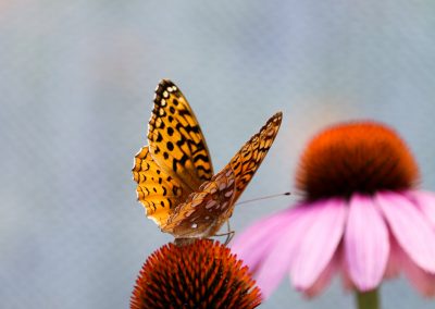 IMG_4877_1200sm